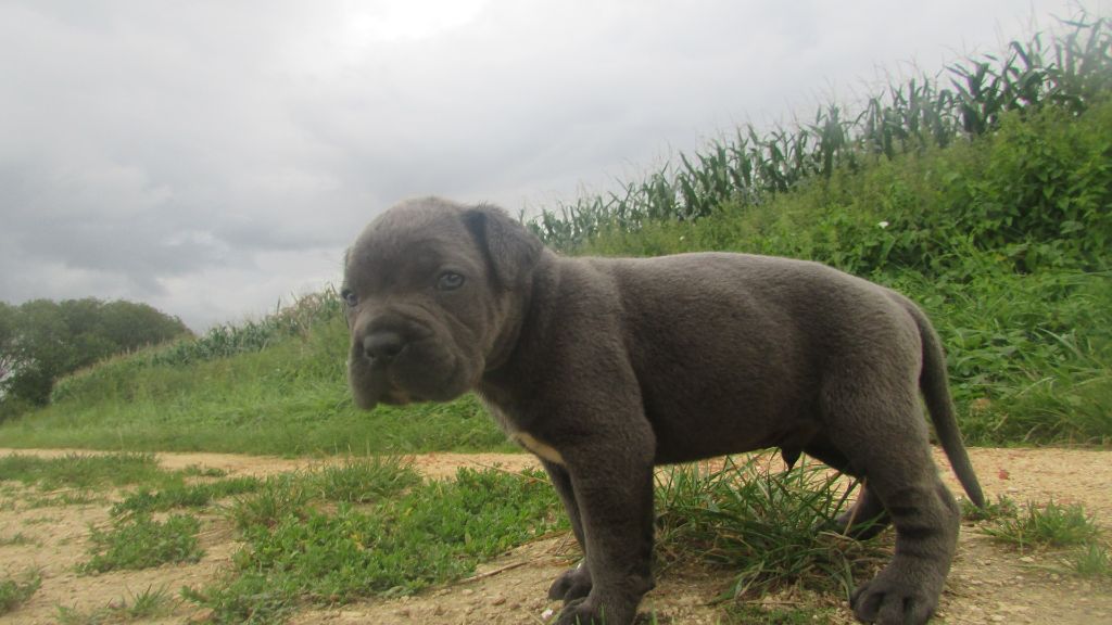 les chiots sont nés