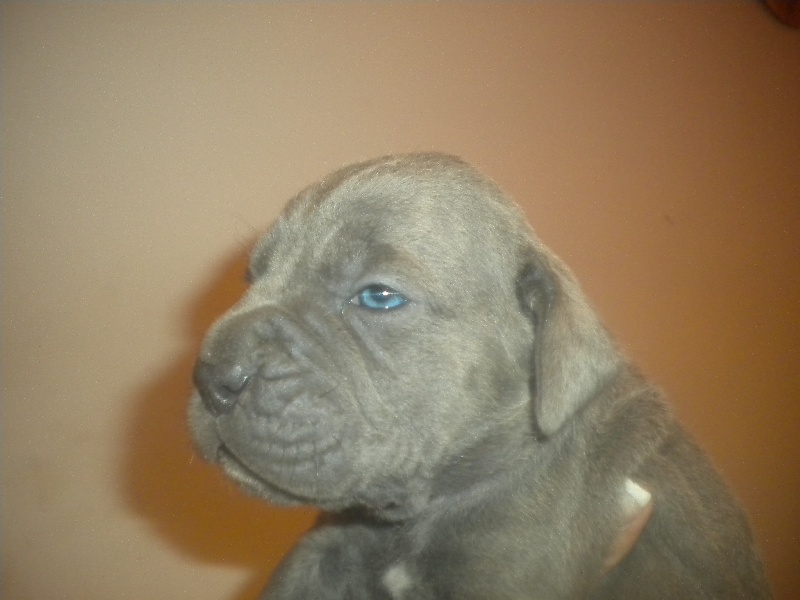 chiots Boss Fibi 1 mois